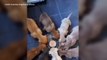 Daisy May's puppies almost starved to death but are doing well since being rescued