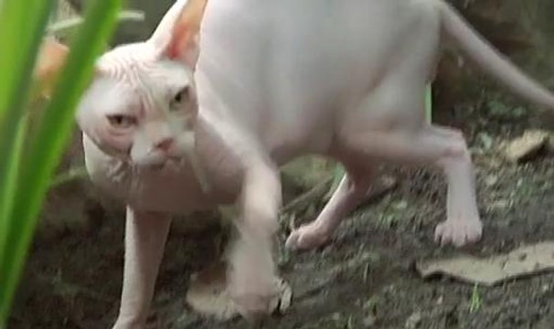 Paws Planet (Episod 11): Sphynx, bukan sekadar rupa