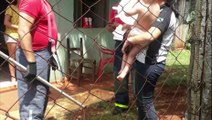 Cachorro da raça Chow-chow morde criança no rosto e socorro é acionado para o resgate