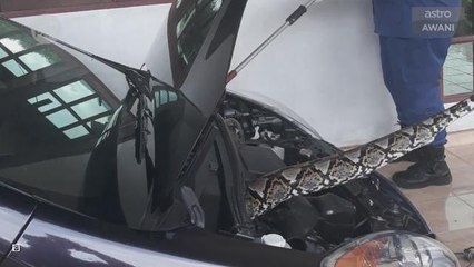 Kompak (Episod 49): Ular sawa dalam enjin kereta & budak bersuara trompet