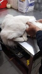 My preashincat _ Taking Your Cat's Temperature Part 1_ Glass Thermometer _ #Shorts