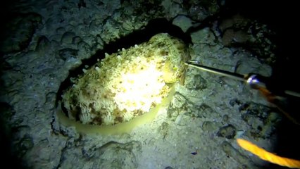 NIGHT SPEARFISHING EPISODE 1