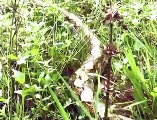 Phyton snake vs crocodile, scary!!!!!!!