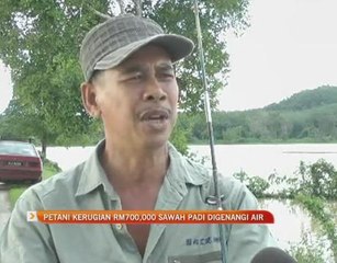Petani kerugian RM700,000 sawah padi digenangi air