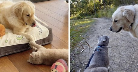 Un chien anxieux apprend à aller mieux grâce à son chat de soutien émotionnel