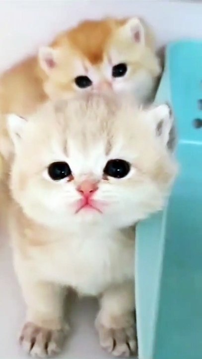Cute Kitten