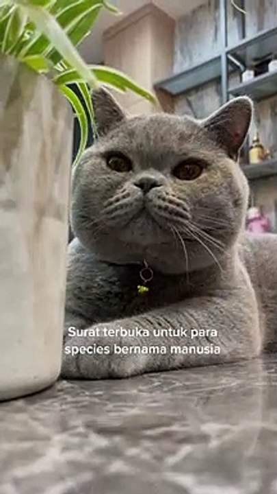 Kucing Imoet