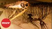 Los reptiles marinos que convivieron con los dinosaurios