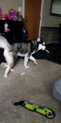 Husky Steals His Owner's Toothbrush