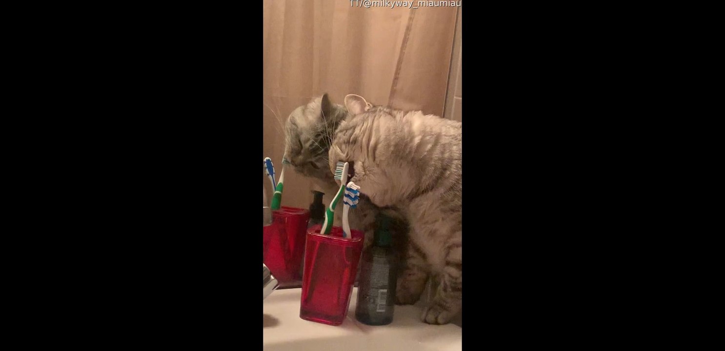 Cat Brushes Teeth Before Bed