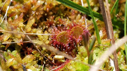 14436250_przewodnik-rowerowy-bagna-kusowskie_720P