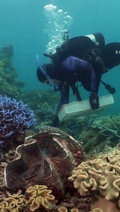 Planting corals off the Great Barrier Reef near Cairns