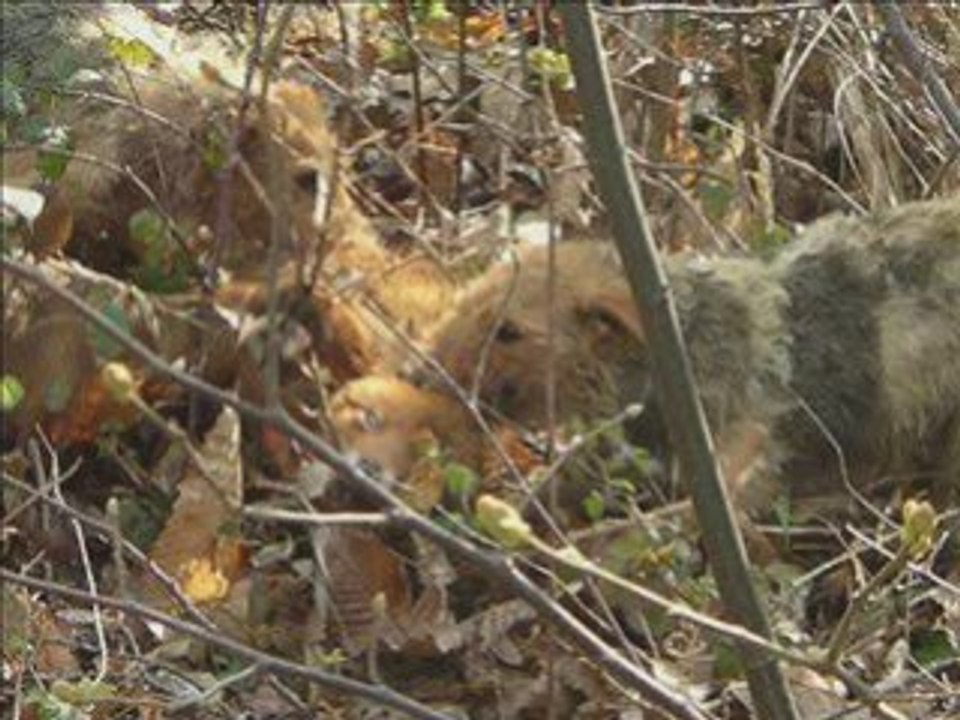 Lucq de Béarn,  50 ans de chasse_0004