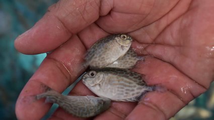 NASA teams up with nonprofit and Pacific island to improve food security