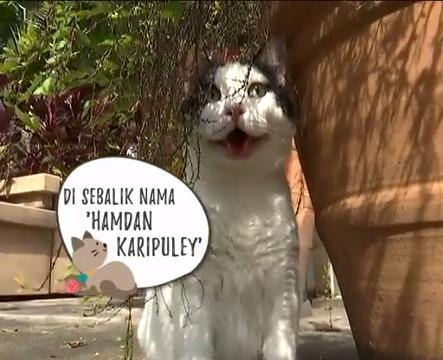 Paws Planet: Hamdan Karipuley