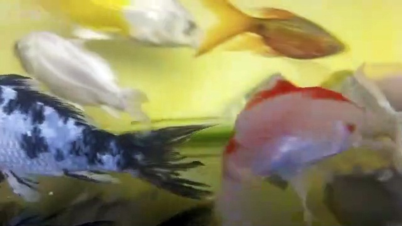 ikan ku di rumah