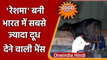 Haryana: भारत की सबसे ज्यादा दूध देने वाली भैंस है 'Reshma', सर्टिफिकेट भी मिला | वनइंडिया हिंदी