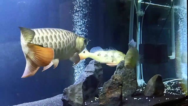 Peacock bass fish is in the house