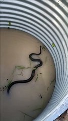 Snake Offers Unexpected Shelter in a Storm