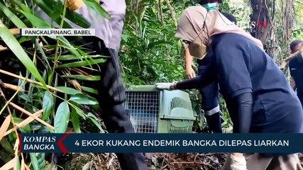 4 Ekor Kukang Endemik Bangka Dilepas Liarkan