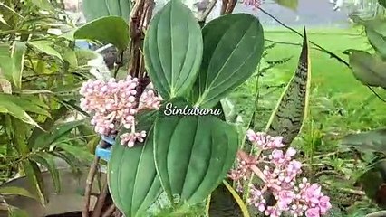 Ribuan Manfaat Buah Sinom Parijoto