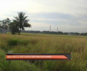 Benih MR219: Padi tiada isi dan hasilkan hampas