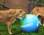 Lions chase boomer ball around London Zoo