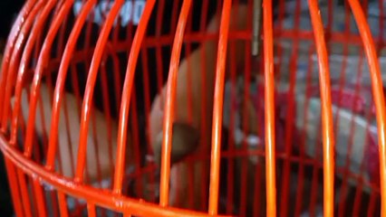 Pemberian Makan Burung Prenjak Lolohan