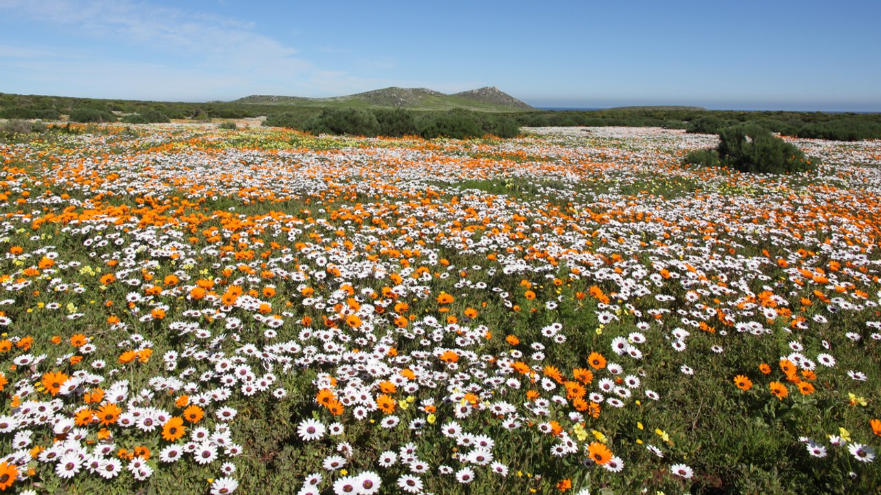 Chaque année, ce désert se transforme en champs de fleurs