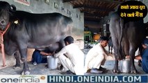 Reshma Buffalo Video: ये है भारत में सबसे ज्यादा दूध देने वाली भैंस, 33.8 लीटर का रिकॉर्ड