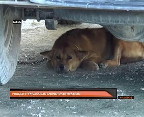 Program vaksinasi anjing besar-besaran
