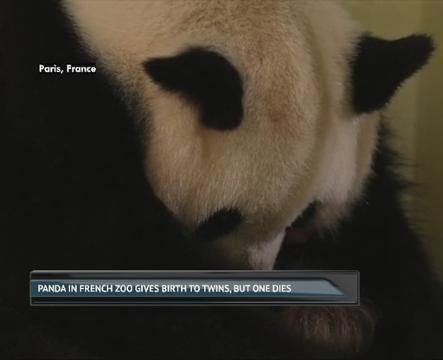 Panda in French zoo gives birth to twins, but one dies