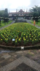Bunga marigold sangat indah
