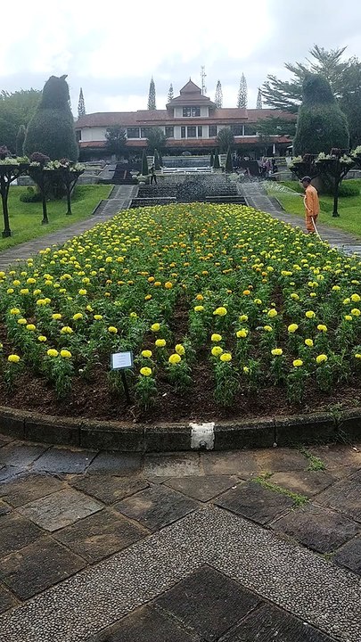 Bunga marigold sangat indah