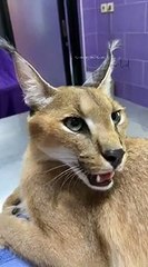 angry caracal