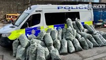 Polices uncover over 600 cannabis plants in a disused Halifax building