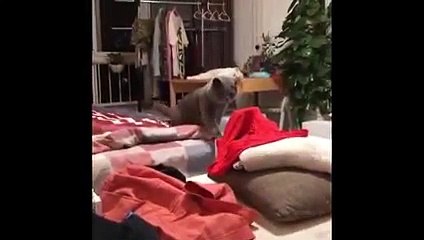 kumpulan Vidio lucu kucing yang mengemaskan
