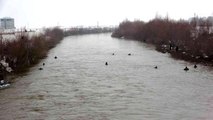 Karasu Nehri'nde kaybolan Yağmur için Murat Nehri'ne de ağ çekildi