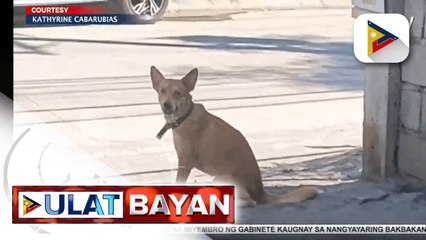 The singing dog na si Sky, nag-trending | via Diane Querrer