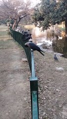 Crow Bird  Video By Kingdom of Awais