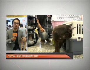 Festival Meow Kebangsaan 2017