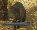 Conservationists cheer Tasmanian devil breeding success