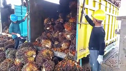 Perkebunan sawit dunia #4.  1 - 3 - 2022