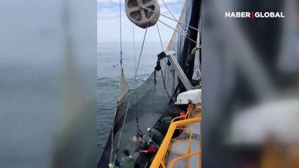 Sinop'ta yunuslar balıkçıların avına ortak oldu! İşte o anlar...