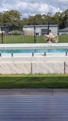 Startled Ibis Slams Into Pool Fence