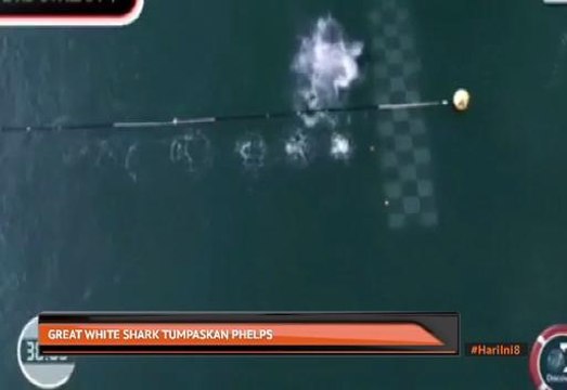 Great White Shark tumpaskan Michael Phelps