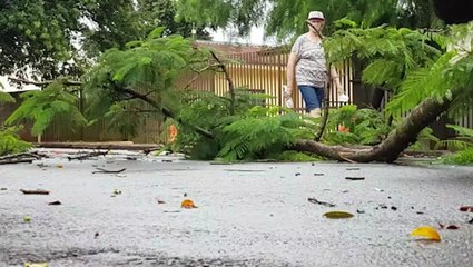 Queda de árvore é registrada na Rua Sociologia, no Bairro Universitário