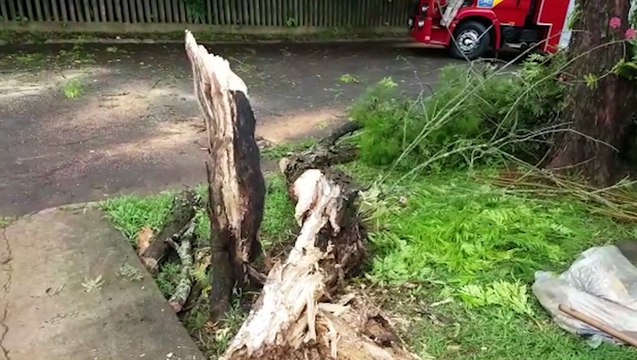 Bombeiros são mobilizados para fazer corte de árvore que caiu na Região do Lago