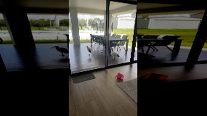 Startled Ibis Slams Into Pool Fence