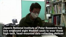 Researchers Mount Data Gathering Devices on the Heads of Seals for Unprecedented Antarctic Research
